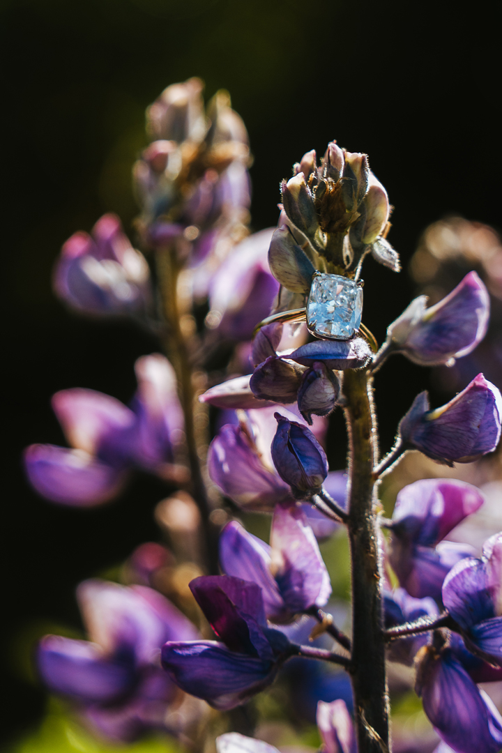 Close up at ring on a lupin field